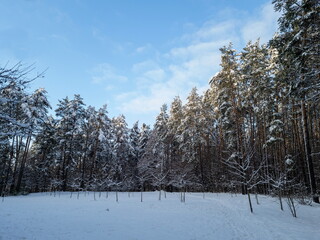Winter landscape in a pine forest, spruce and pine trees covered with snow, blue sky, snowy meadow.