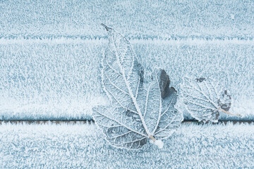 frozen leaf in winter