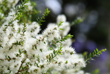 Cream white flowers of an Australian native Melaleuca tea tree, family Myrtaceae. Endemic to NSW. Also known as honey myrtle. Leaves provide tea tree oil used as antiseptic, in perfume industry.