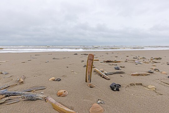 Image of shells and stones on a North Sea beach in Denmark in winter