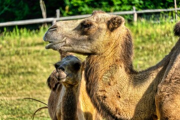 portrait of a camel with baby camel