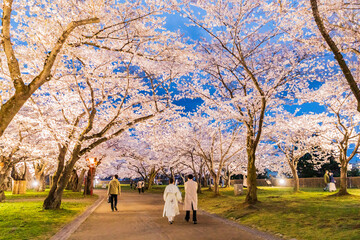 岩手県盛岡市・盛岡城跡公園の桜