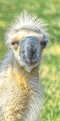 portrait of a white baby camel