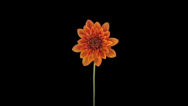 Time lapse of growing and opening orange Dahlia flower with ALPHA transparency channel isolated on black background, 4K
