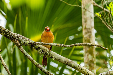 female cardinal in the tropics