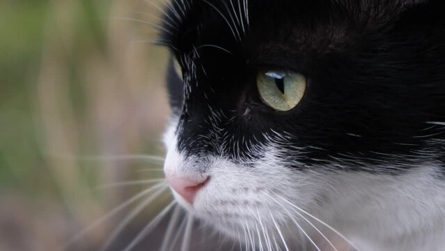 4k vídeo. Slow motion  macro de gato blanco y negro doméstico mirando con sus ojos verdes al infinito en la naturaleza