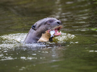 Obraz premium Close-up of Giant Otter swimming in green water and eating a fish