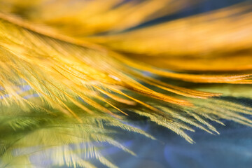 Close-up of a yellow feather with reflection. Beautiful abstract macro background. Selective focus.