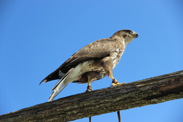 Zoo de Beauval - France
