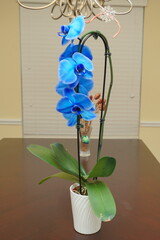 beautiful blue phalaenopsis aphrodite flower in bloom	