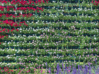 Full Frame Background of Colorful Flowering Wall