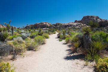 joshua tree national park california barker dam walking path