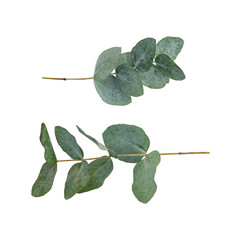 Branches of eucalyptus and leaves isolated on white background. Flat lay, top view