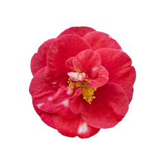 Red camellia flower isolated on white background. Red Camellia japonica blossom in full bloom,...