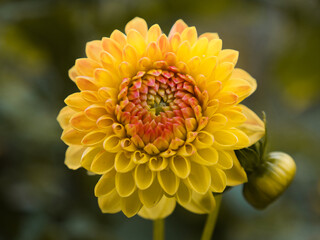 Closeup of a garden dahlia with its yellow flower