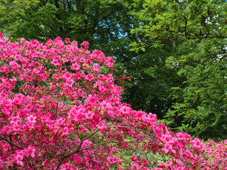 Closeup of a Rhododendron bush with a blurry forest in the background