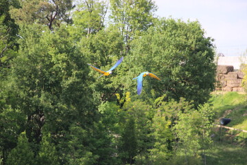 Zoo de Beauval - France