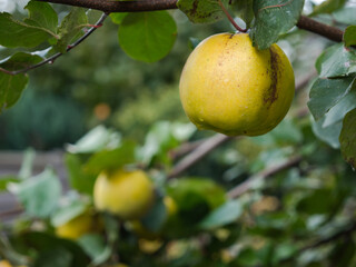 Closeup of an apple hanging on a tree with a blurred background and other apples