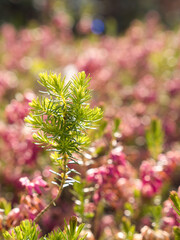 Young needle branch of the isolated is with a blurry background