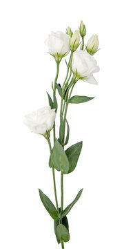Fototapeta Branches of white flowers isolated on white. eustoma.