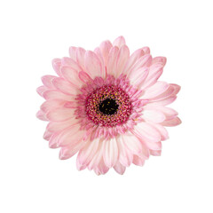 Pink gerbera flower isolated on white background