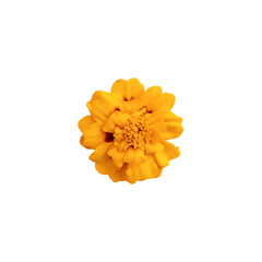 Yellow marigold flower isolated on white background.