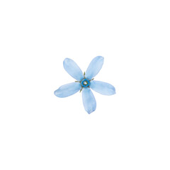 Oxypetalum flower isolated on white background. Light blue flowers.
