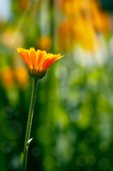 calendula flower on a blurred background of a blooming garden, selective focus. High quality photo