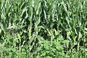 Corn Crop and Weeds