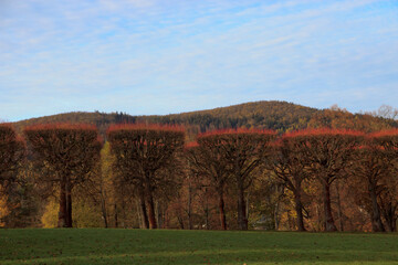 Glatte Bäume im Herbst