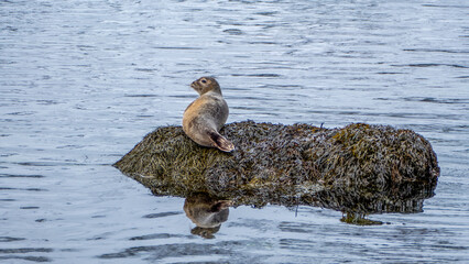 seal on a rock