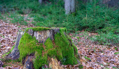 Moss-covered tree stump in the forest.