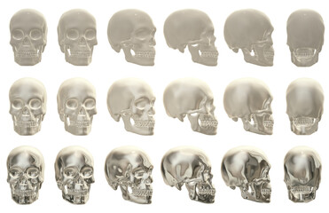Obraz premium skull head anatomy