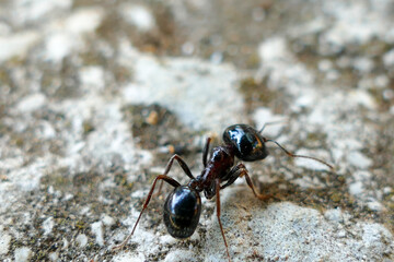 black ant on the ground