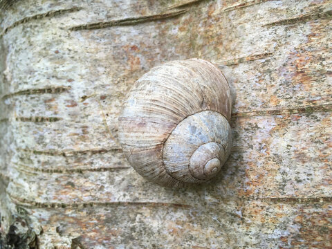 Mimese einer Weinbergschnecke an einer Birke