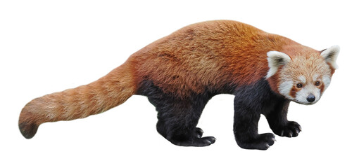 Red panda or Shining cat (Ailurus fulgens), PNG,  isolated on transparent background