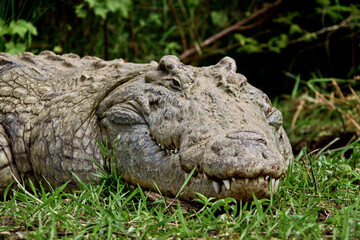 Ethiopian crocodile