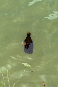  Floating Empty Beer Bottle