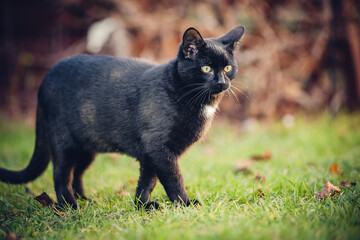 Black Cat