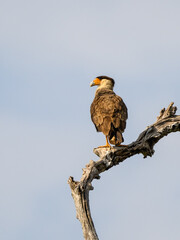 Crested Caracara standing on dead tree trunk on blue sky