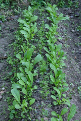 Obraz premium closeup the green ripe radish plant with soil in the farm soft focus natural green brown background.