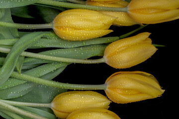 Bright yellow tulips on a black background. Beautiful flowers in water drops.