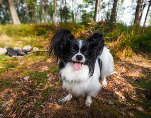 border collie puppy