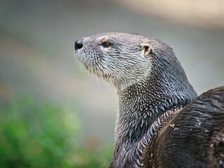North American otter. Otter head detail. Portrait of an otter from the Prague Zoo. Head of an otter...