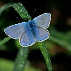 Blue butterfly during the morning dew