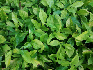 photo of green taro leaf plants in the village of Binjai City