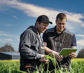 Landwirte stehen in einem Feld mit Schnittroggen, und informieren sich mit einen Ipad.