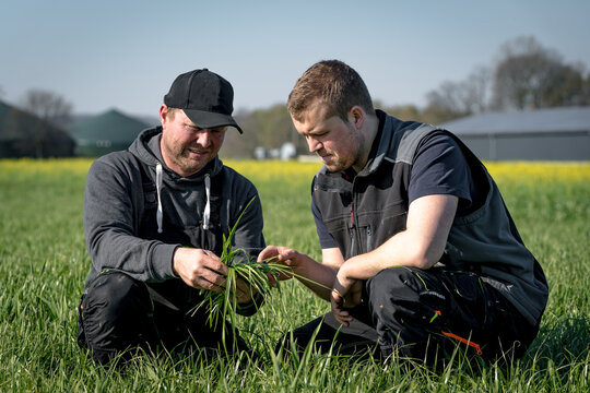 Landwirt mit seinem Auszubildenen hocken in einem Feld mit Schnittroggen, Landwirt zeigt dem Auszubildenen eine Pflanze.