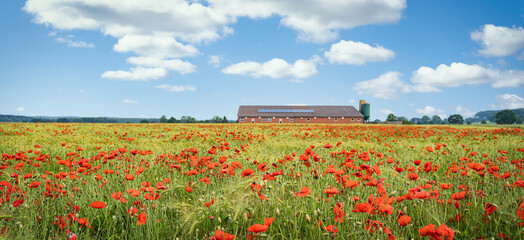 Fototapeta na wymiar Starker durchwuchs von roten Mohnblumen im Getreide, im Hintergrund steht ein moderner Stall.