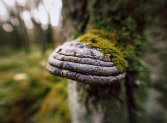 close up of a fern